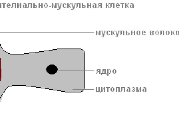 Омг ссылка т